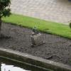 Miniatuur Hans Brinker -  Madurodam - Den Haag